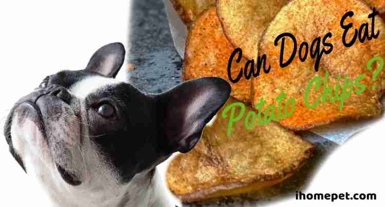 Can dogs eat potato chips?