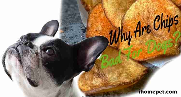 Why are potato chips bad for dogs?