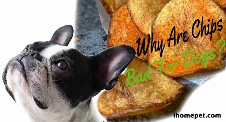 are unsalted potato chips bad for small dogs