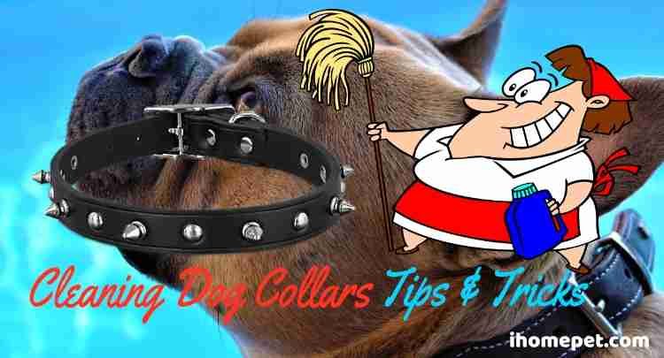 Cleaning Dog Collars