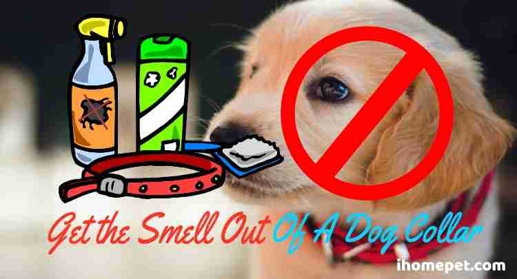 How To Clean A Smelly Dog Collar