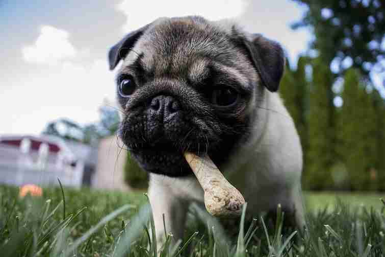 Puppy chewing sticks on the park