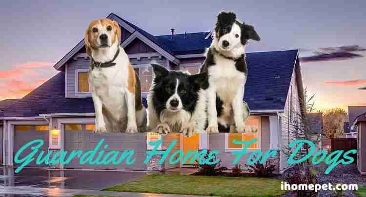 Guardian Home For Dogs