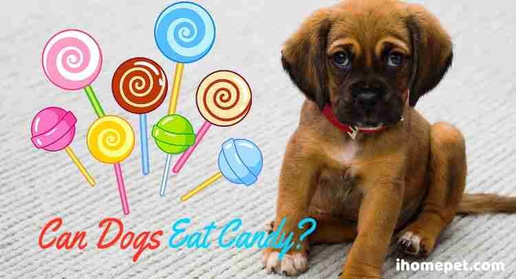 Can dogs eat candy
