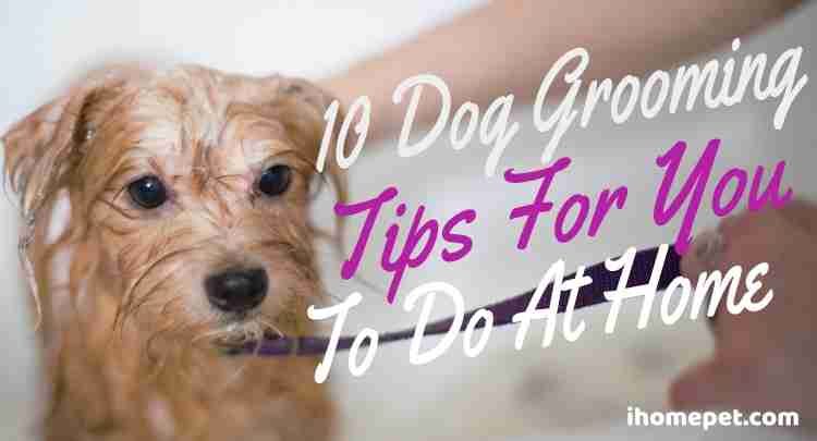 Tips to groom your dogs at home