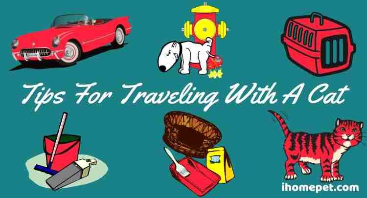 Tips For Traveling With A Cat