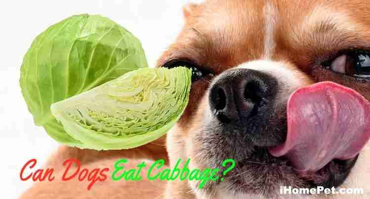 Can dogs eat cabbage?