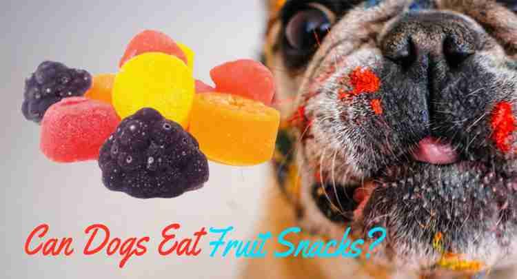 Can dogs shop have fruit snacks