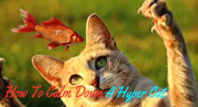 How to Calm Down A Hyper Cat