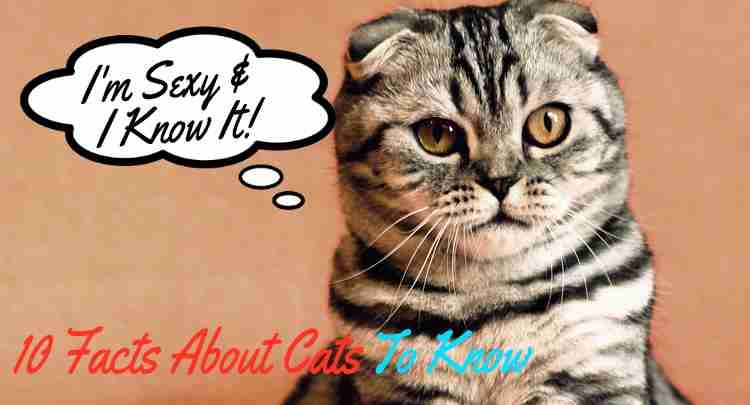 10 Facts About Cats That Everyone Should Know
