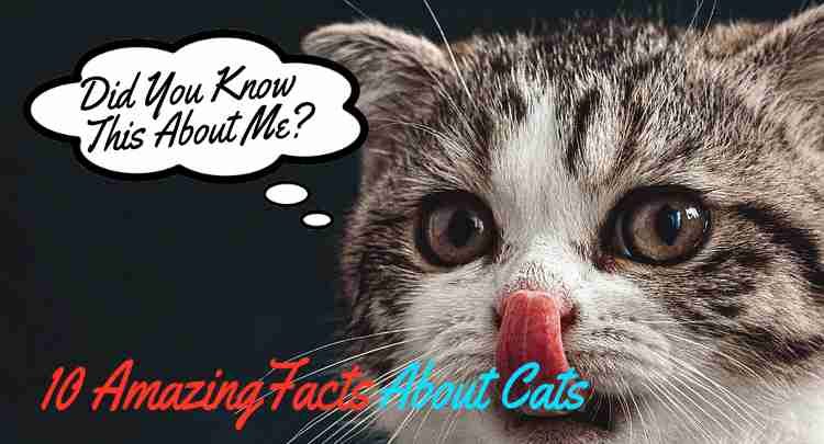 Amazing fun facts about cats as pets