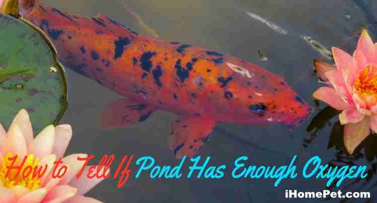 How to Tell If Pond Has Enough Oxygen