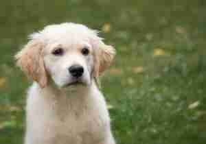 What golden retriever puppy parents want to know about