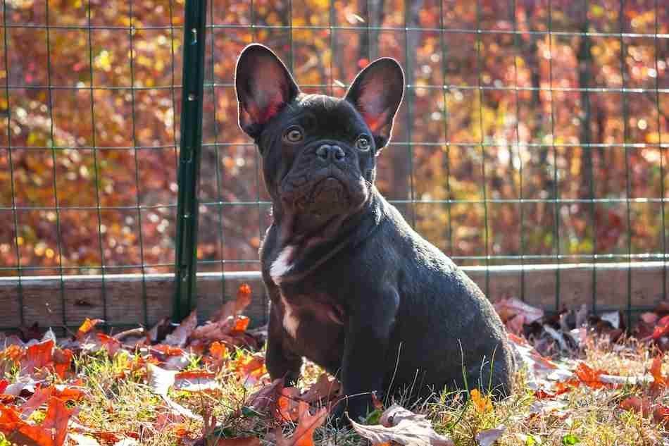 An adult French bulldog on ground with orthopedic foundation