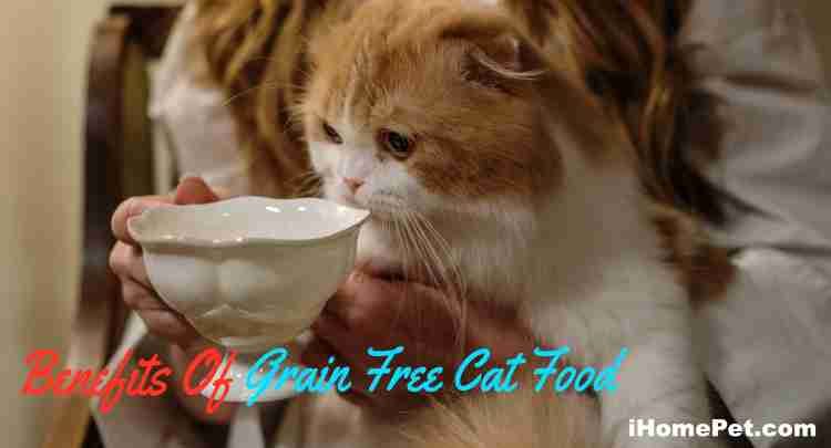 Benefits Of Grain Free Cat Food