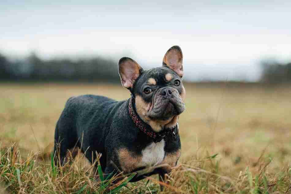 Black and brown short coated French Bulldog puppy on brown grass field during daytime