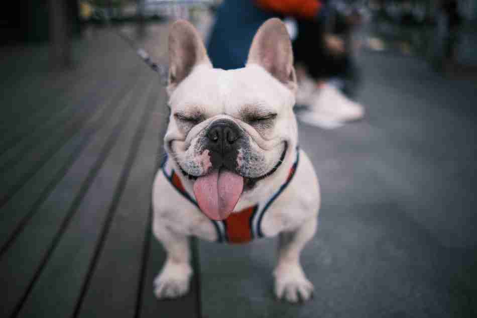 Frenchies get plaque build up on their dog's teeth