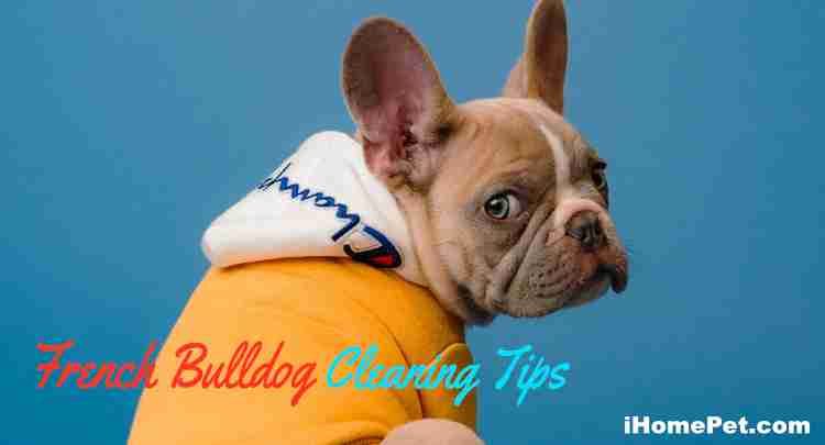 French Bulldog Grooming Tips