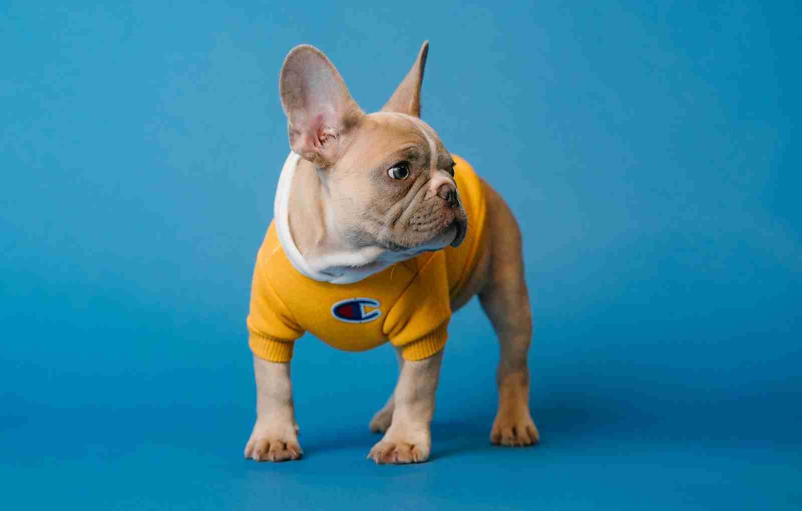 Experts consider all French bulldog varieties are a clean breed