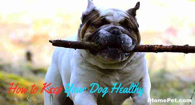 How to Keep Your Dog Healthy