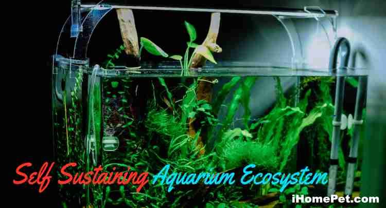 Self Sustaining Aquarium Ecosystem