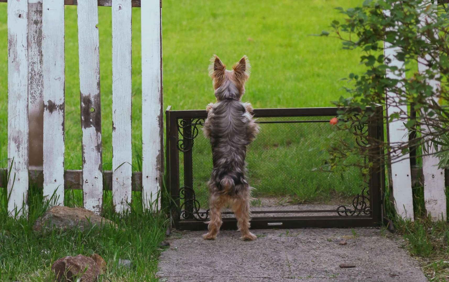 A dog being shocked by an invisible fence