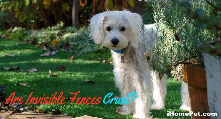 Are Invisible Fences Cruel For Dogs?