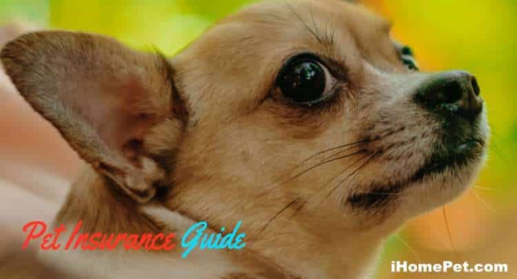 Pet Insurance Guide Explained