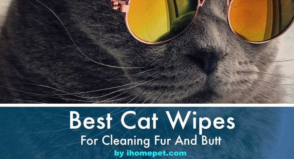 Best Cat Wipes