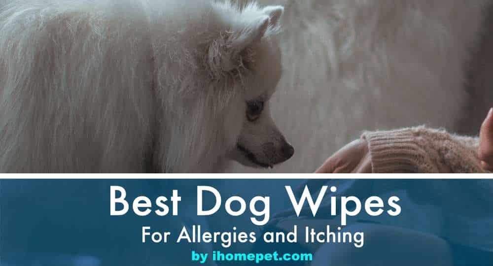 Best dog wipes for allergies