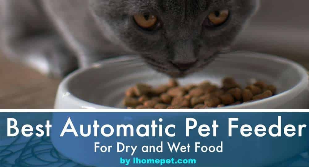 Best Automatic Pet Feeder