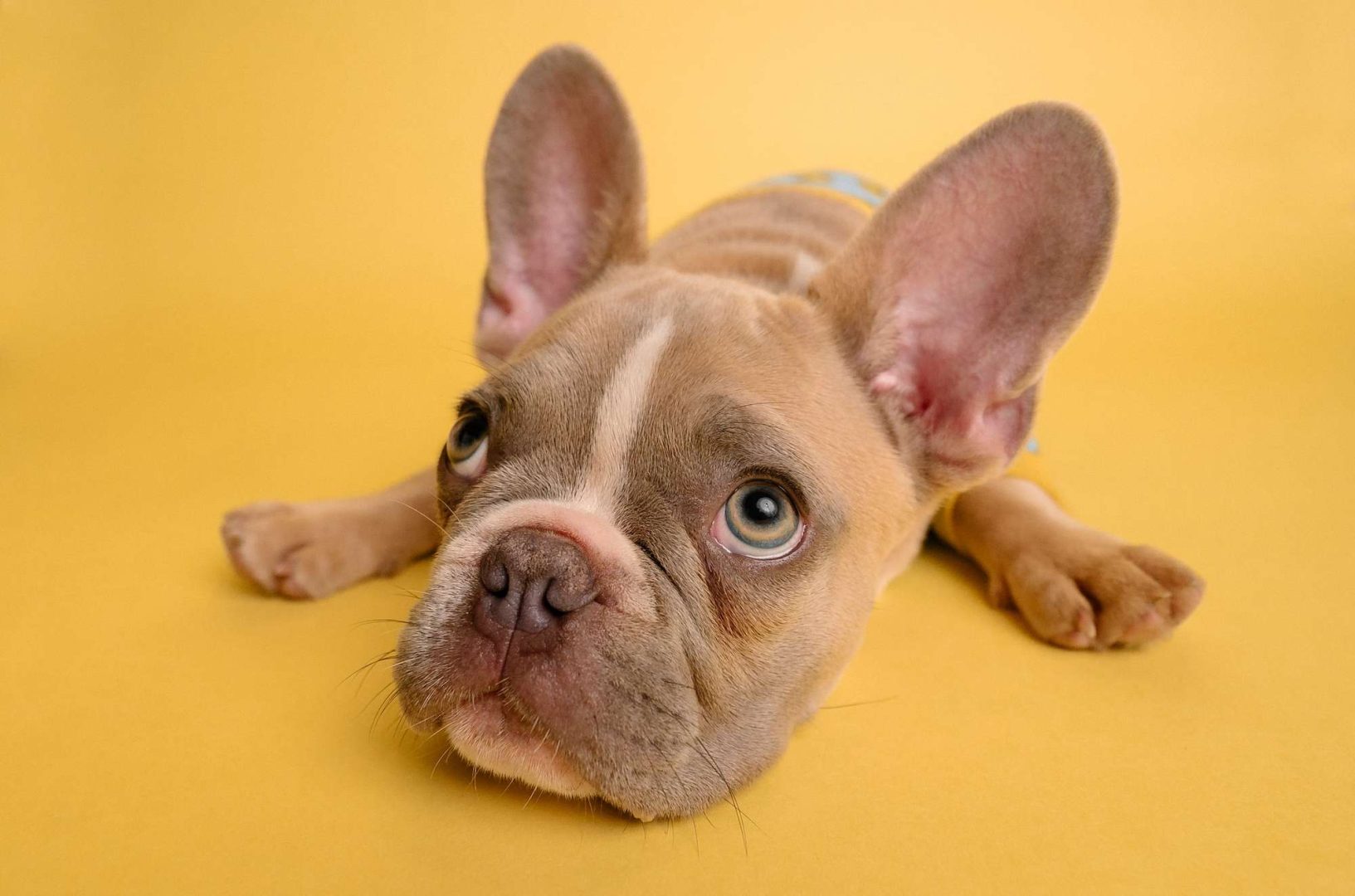 French bulldog peeing outlet on bed