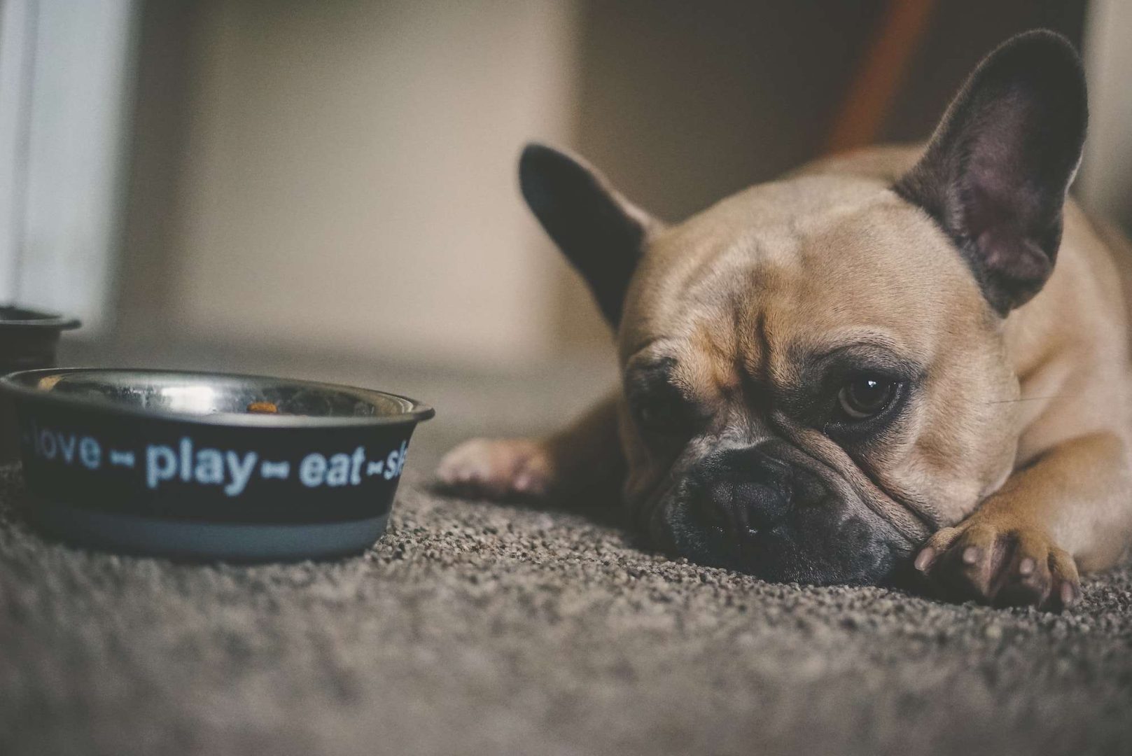 Preparing eggs for your French bulldog instead of raw food