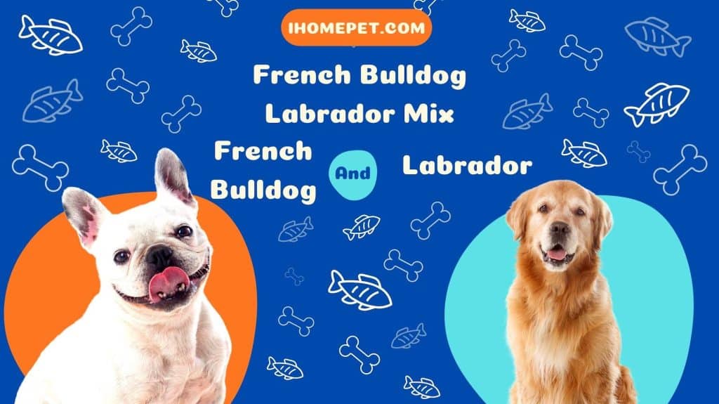 French Bulldog Labrador Mix