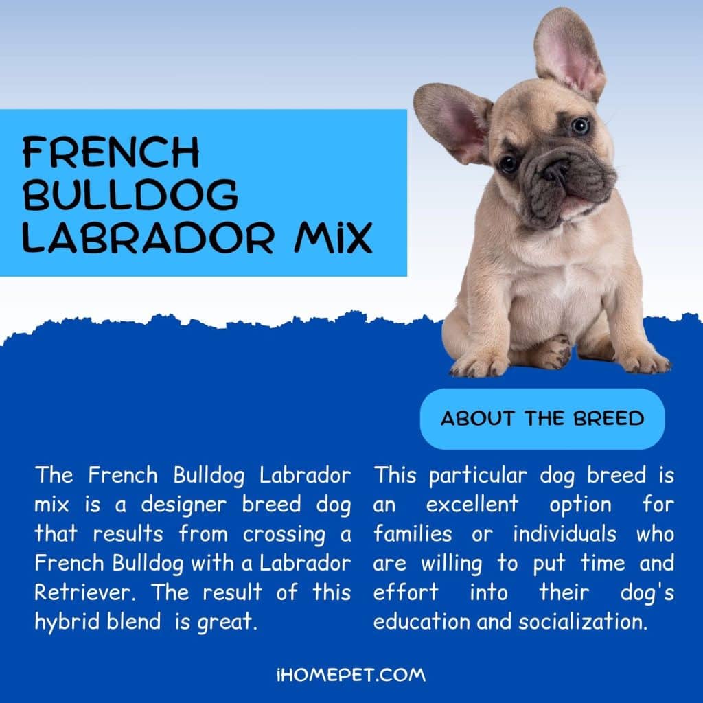 French Bulldog Labrador Mix: The Lovable Frenchie Lab Mix - iHomePet