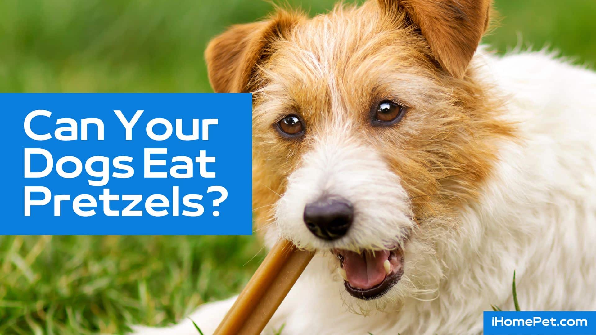Salt poisoning affecting your dogs health because of pretzels and other foods