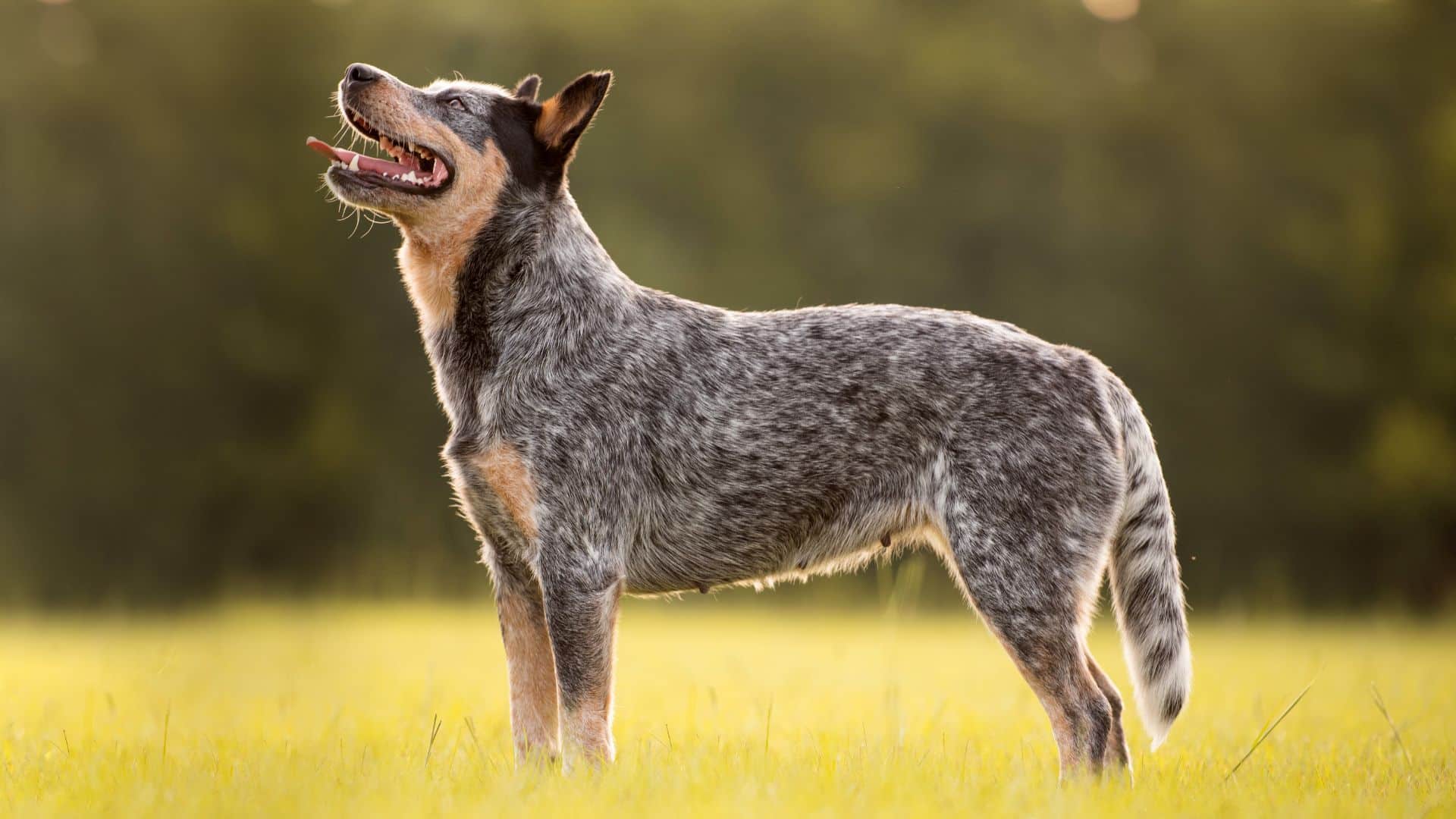 Blue heelers consistent training session and basic commands